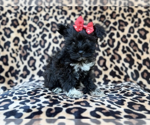 Medium Photo #3 Schnauzer (Miniature) Puppy For Sale in LAKELAND, FL, USA