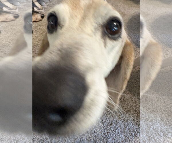 Medium Photo #4 Beagle-Unknown Mix Puppy For Sale in Mount Pleasant, SC, USA