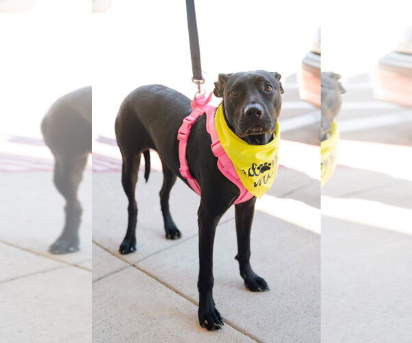 Medium Photo #3 Labrador Retriever-Unknown Mix Puppy For Sale in Bullard, TX, USA