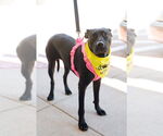 Small #2 Labrador Retriever Mix