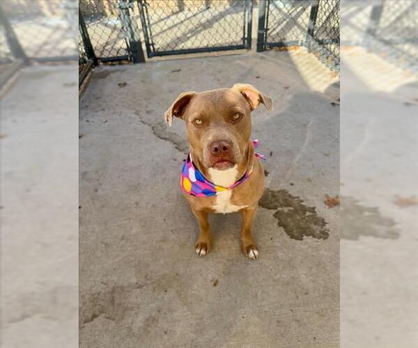 Medium Photo #1 Mutt Puppy For Sale in Tulsa, OK, USA