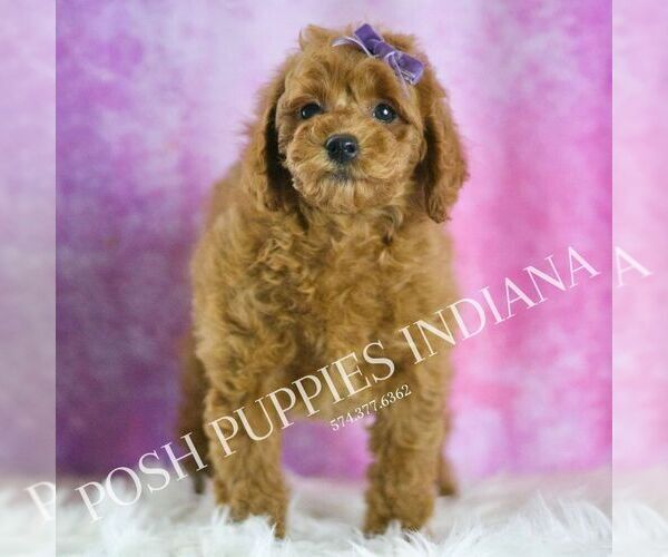 Medium Photo #2 Poodle (Miniature) Puppy For Sale in WARSAW, IN, USA