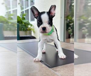 Boston Terrier Puppy for sale in DELAND, FL, USA