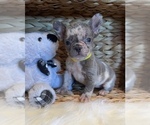 Small Photo #1 French Bulldog Puppy For Sale in CHANNELVIEW, TX, USA