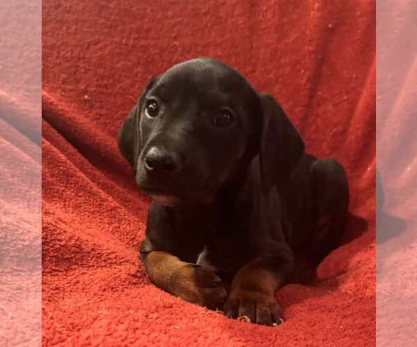 Medium Photo #3 Doberman Pinscher-Unknown Mix Puppy For Sale in Pottstown, PA, USA