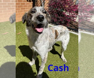 Australian Shepherd-Unknown Mix Dogs for adoption in Brewster, NY, USA