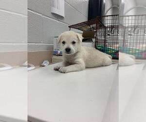 Mutt Dogs for adoption in Corpus Christi, TX, USA
