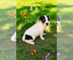 Small #8 Basenji-Rat Terrier Mix