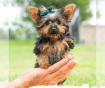 Small Photo #8 Yorkshire Terrier Puppy For Sale in WARSAW, IN, USA