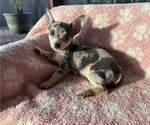 Image preview for Ad Listing. Nickname: Zoey