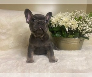 French Bulldog Puppy for sale in MIAMI, FL, USA
