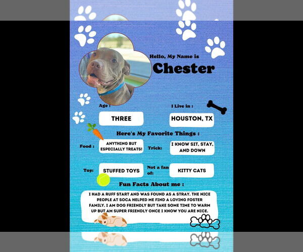 Medium Photo #17 American Staffordshire Terrier Puppy For Sale in Rosenberg, TX, USA