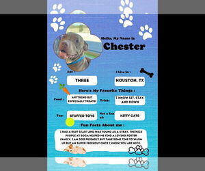 Chester - Male American Staffordshire Terrier Dog for Adoption - Photo #17