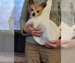 Small #1 Chihuahua Mix