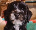 Small Photo #6 Cavachon-Poodle (Miniature) Mix Puppy For Sale in TUCSON, AZ, USA