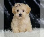 Puppy 13 Maltipoo (Miniature)