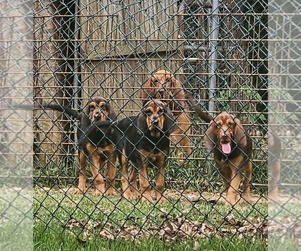 Medium Photo #6 Bloodhound Puppy For Sale in TOCCOA, GA, USA