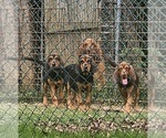 Small #5 Bloodhound