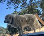 Small Photo #1 Great Pyrenees Puppy For Sale in COTTONWOOD, CA, USA