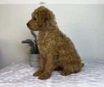 Small #2 Goldendoodle (Miniature)