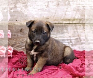 Belgian Malinois Puppy for sale in RONKS, PA, USA