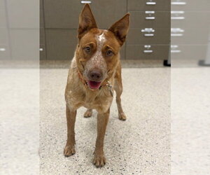 Mutt Dogs for adoption in Brighton, CO, USA