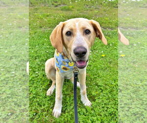 Anatolian Shepherd-Labrador Retriever Mix Dogs for adoption in Fultonham, NY, USA