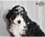 Small Photo #12 Miniature Bernedoodle Puppy For Sale in MILLERSBURG, OH, USA