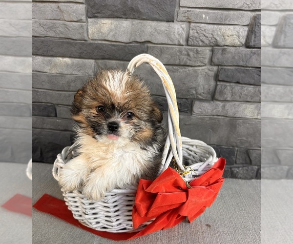 Medium Photo #2 Shiranian Puppy For Sale in MIDDLEBURY, IN, USA