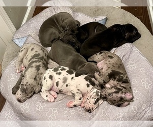 Great Dane Puppy for Sale in TALLAHASSEE, Florida USA