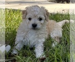 Small Photo #7 Bichpoo Puppy For Sale in MELROSE, FL, USA