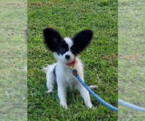 Papillon Puppy for sale in SAINT LUCIE WEST, FL, USA