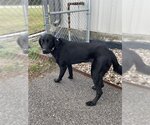 Small Photo #1 Labrador Retriever Puppy For Sale in Rosenberg, TX, USA