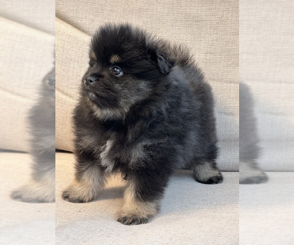Medium Photo #4 Pomeranian Puppy For Sale in GLEN BURNIE, MD, USA