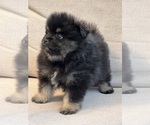 Small #3 Pomeranian