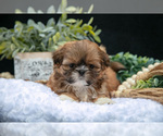 Small Photo #9 Shih Tzu Puppy For Sale in CLARE, MI, USA
