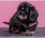 Small Photo #37 Dachshund Puppy For Sale in CROWLEY, TX, USA