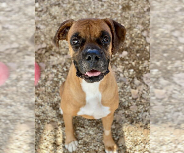 Medium Photo #3 Boxer Puppy For Sale in Austin, TX, USA