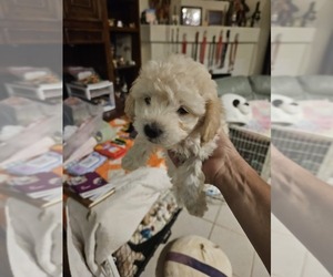 Bichpoo Puppy for Sale in GOODYEAR, Arizona USA