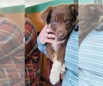 Small Photo #10 Australian Shepherd Puppy For Sale in MARIANNA, FL, USA