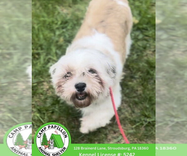 Medium Photo #1 Shih Tzu Puppy For Sale in Stroudsburg, PA, USA