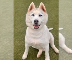 Huskies -Unknown Mix Dogs for adoption in Newport Beach, CA, USA