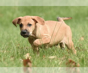 Lucian - Male Australian Shepherd-Beagle Mix Dog for Adoption - Photo #2