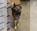 Small #1 Mutt