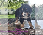 Puppy Becky Bernese Mountain Dog