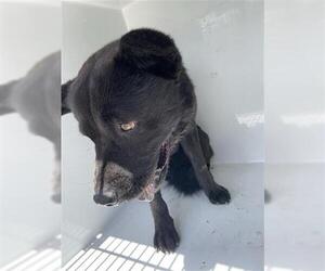 Akita-Unknown Mix Dogs for adoption in Houston, TX, USA