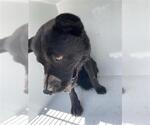 Small Akita Mix