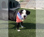 Small #7 American Staffordshire Terrier-Border Collie Mix