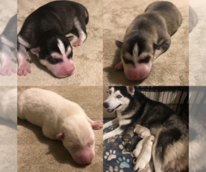 Siberian Husky Puppy for sale in WALLACETON, PA, USA