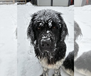 Mother of the Newfoundland puppies born on 12/25/2025